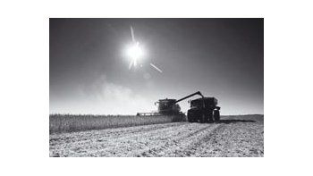 La cosecha de soja local caería entre 0,5 y 1 millón de toneladas para la campaña 2008/09 por la sequía, la peor de los últimos cien años.
