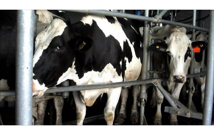 Gobierno no convalida pedido de productores de llevar el litro de leche a $ 6