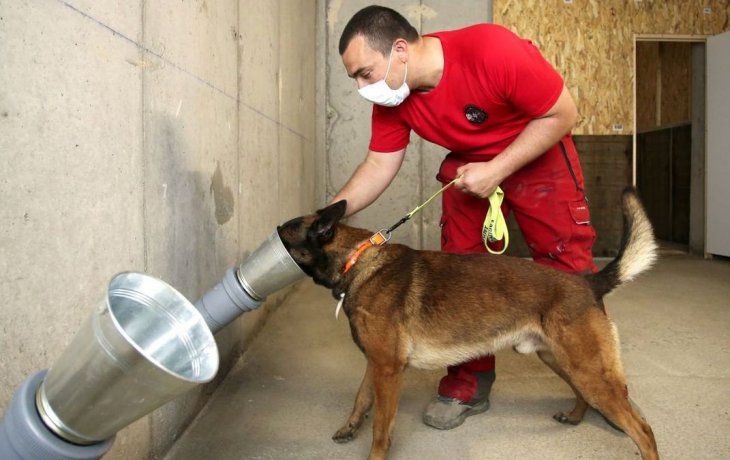 Actualmente, los perros pueden detectarepisodios de hipoglucemia y distintos tipos de cáncer, entre otros ejemplos.