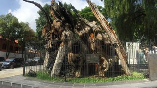 En 1980 se incendia la zona de Tacuba donde se encuentra el árbol de la noche triste, bajo el cual Hernán Cortés lloró su derrota ante los mexicas. En 1980 se incendia la zona de Tacuba donde se encuentra el árbol de la noche triste, bajo el cual Hernán Cortés lloró su derrota ante los mexicas.