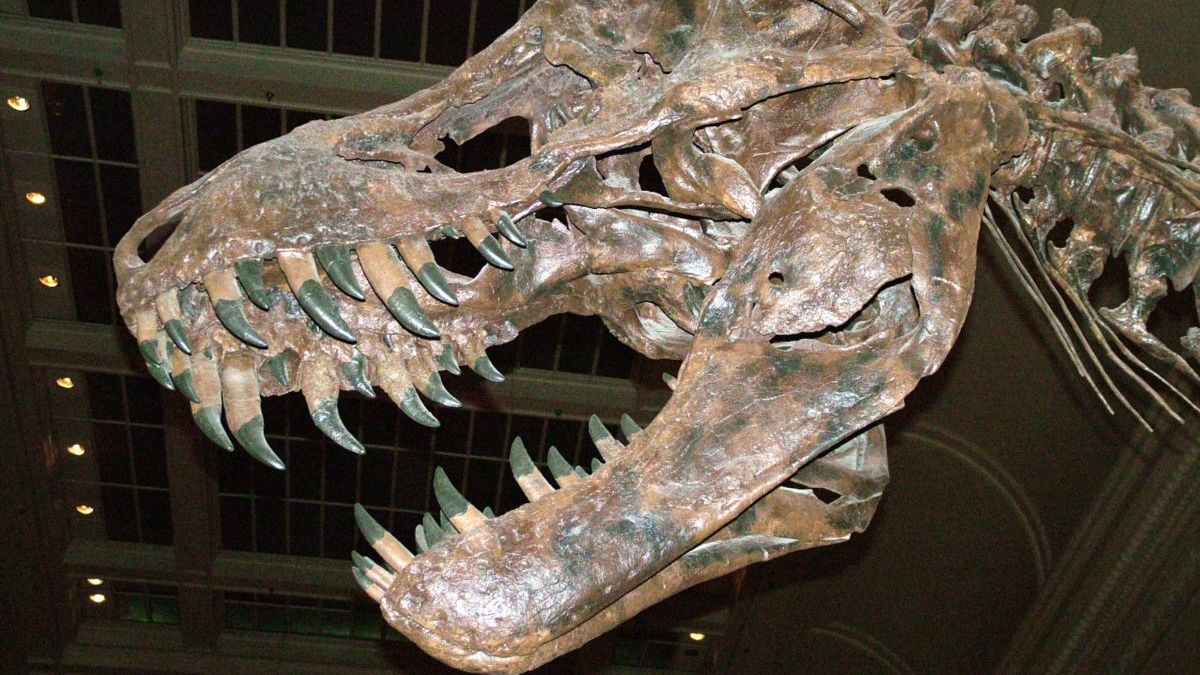 Descubren en La Rioja fósiles de dinosaurios de más de 70 millones de años  de antigüedad