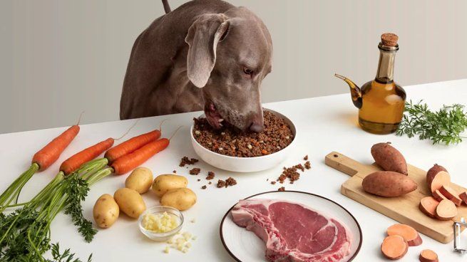 Los perros necesitan tener sus horarios de comida. 