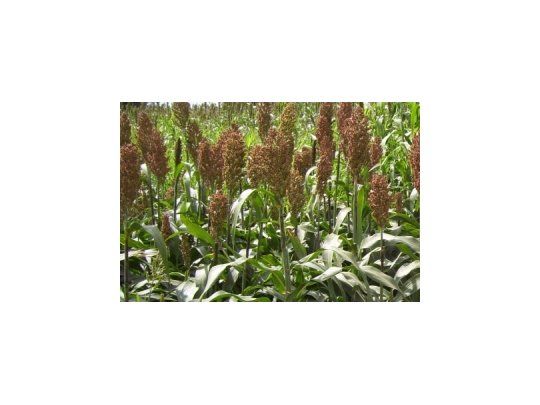 Disminuye la estimación de cosecha de sorgo
