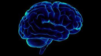 Cerebro.