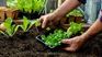 The keys of professionals for a garden at home. The keys of professionals for a garden at home.