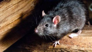 El hantavirus volvió a encender alarmas sanitarias tras un incremento del 17% en los casos registrados este año. El hantavirus volvió a encender alarmas sanitarias tras un incremento del 17% en los casos registrados este año.