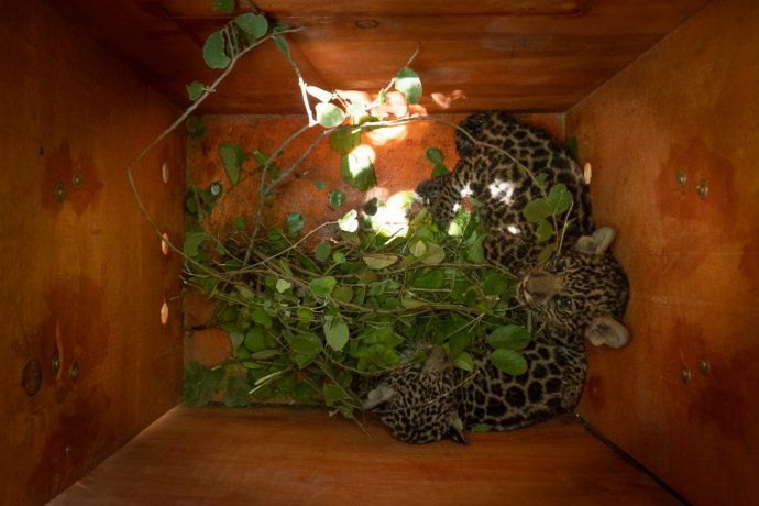 Trasladan dos cachorros de yaguareté nacidos en el Impenetrable chaqueño