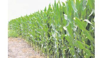 Mucho más. El rendimiento promedio del cultivo alcanzaría los 10.982 kilos por hectárea y la producción total sería de 384,9 millones de toneladas.