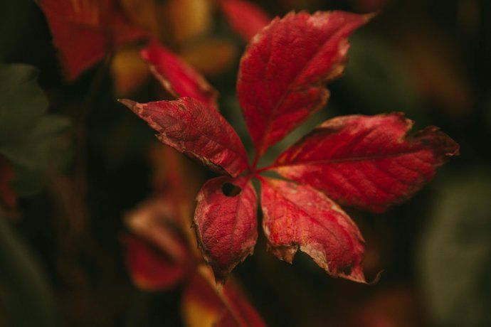 Al llegar el otoño, el organismo del ser humano se ve afectado de muchas maneras.