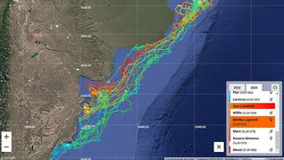 La campaña “Celebridades en el océano: la migración de los pingüinos de Magallanes” utilizó nombres de personalidades famosas para nombrar a pingüinos. Ahora, se suma Mirtha y Susana.