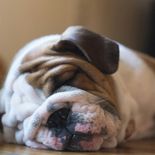 La elección adecuada de tu mascota no solo mejora la convivencia en el hogar, sino que garantiza la seguridad del canino. La elección adecuada de tu mascota no solo mejora la convivencia en el hogar, sino que garantiza la seguridad del canino.
