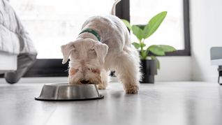 Qué color podrían percibir mal los perros Qué color podrían percibir mal los perros