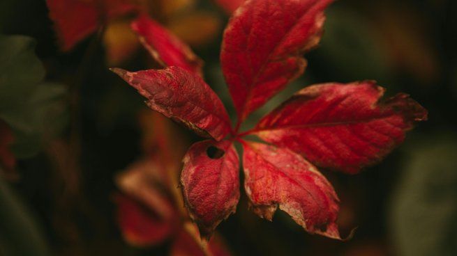 Al bajar las temperaturas, las plantas activan un mecanismo de protección que se nota en el color de sus hojas.