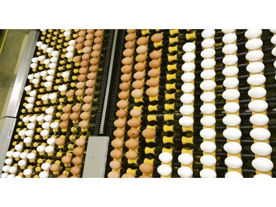 La fábrica de convertir maíz norteño en proteína