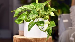 El potus fue analizado por la NASA por sus benefecios para la salud El potus fue analizado por la NASA por sus benefecios para la salud