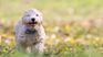 Some dogs accidentally ingest certain plants, which can be dangerous for your health. Some dogs accidentally ingest certain plants, which can be dangerous for your health.