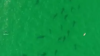 El tiburón bacota, identificado como Carcharhinus brachyurus, presenta características que aumentan su susceptibilidad ante la actividad humana.