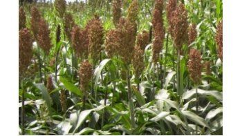 Disminuye la estimación de cosecha de sorgo