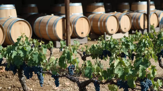 Parte del mundo del vino pide que no se eliminen todas las regulaciones del sector. Parte del mundo del vino pide que no se eliminen todas las regulaciones del sector.