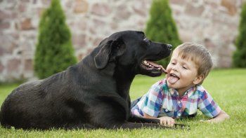 un estudio revela que el perro es el mejor amigo de los ninos