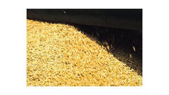 El rinde promocional está creciendo a una tasa de 150 kilos por hectárea y llega actualmente a los7.300 kilos por hectárea, según datos de Proarroz.