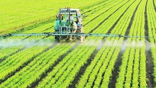 La suba en el precio de la urea afecta a los cultivos de maíz y trigo. La suba en el precio de la urea afecta a los cultivos de maíz y trigo.