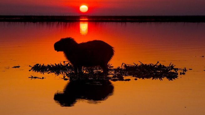 Carpincho - Rafael Abuin - 00001.jpg