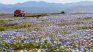 El desierto de Atacama se cubrió de flores tras las intensas lluvias registradas durante el invierno en el norte de Chile.