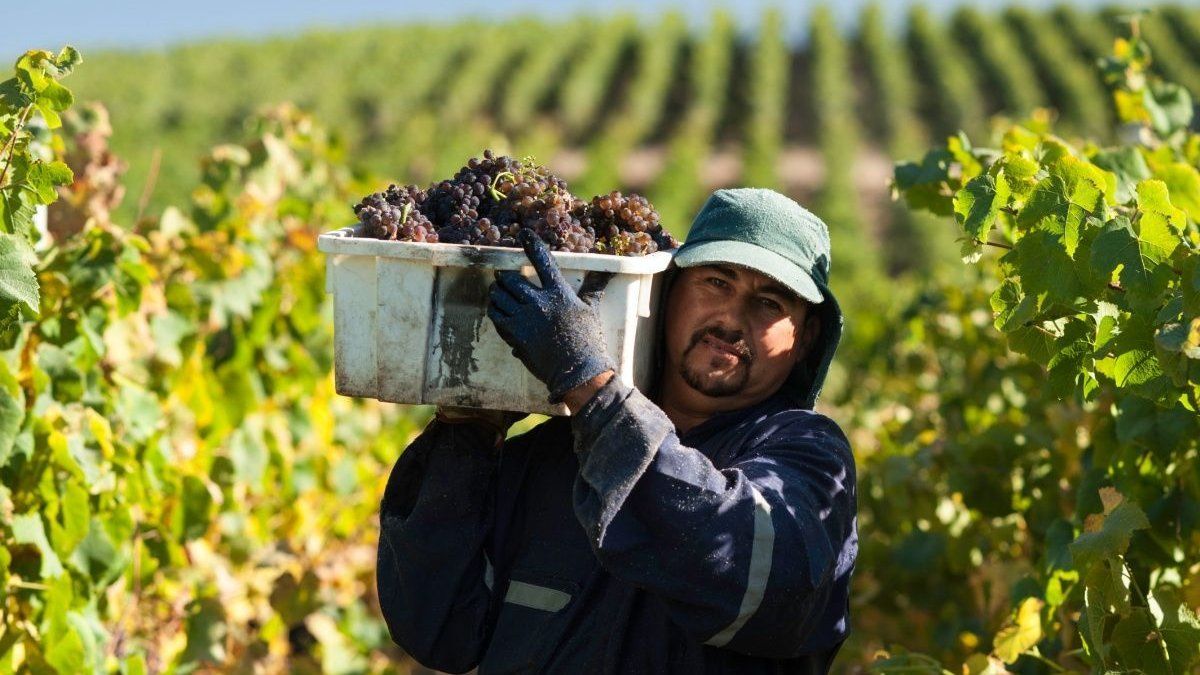 Wine sector: the National Institute of Viticulture finances its growth with new tariffs