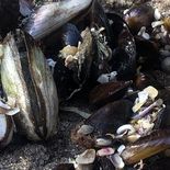 Vedaron la estracción de moluscos en la Provincia de Buenos Aires. Vedaron la estracción de moluscos en la Provincia de Buenos Aires.