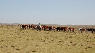 Frente a la sequía, el gobierno activa medidas para dar alivio al sector. Frente a la sequía, el gobierno activa medidas para dar alivio al sector.