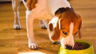 Establecer horarios fijos para comer ayuda a reducir la ansiedad en los perros y mejora su conducta diaria.