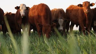 DeCampoaCampo registra más de 40.000 cabezas comercializadas por mes.