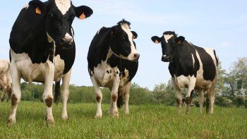 el ano terminaria con casi 900 mil toneladas de carne bovina exportadas a china