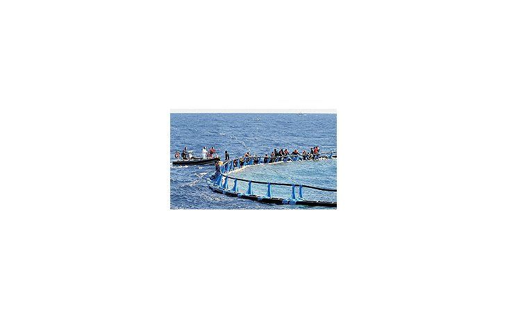 Sobrevivientes del naufragio de una patera de inmigrantes frente a las costas de Malta se aferran a una red de pescadores de atún.La mayor parte de los países europeos están endureciendo sus leyes para frenar la llegada de ilegales.