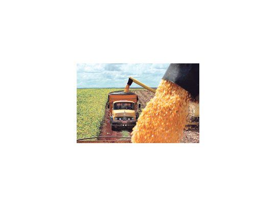 Los granos y subproductos de la soja generarán ingresos por u$s 21.000 millones en concepto de exportaciones. Sólo el complejo sojero (poroto, aceite y pellets) explica el 85% de ese monto.