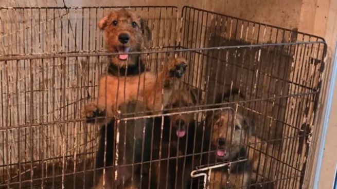 Algunos de los perros estaban agonizando.