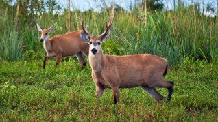 El ciervo de los pantanos dejó de ser considerado vulnerable. El ciervo de los pantanos dejó de ser considerado vulnerable.