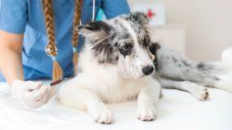 Specialists seek to raise awareness on World Rabies Day 