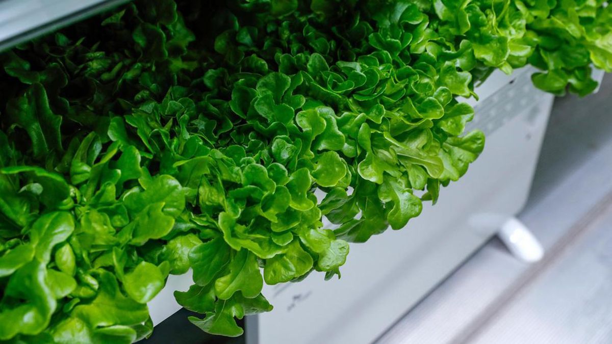The price of lettuce skyrocketed, when will it go down?