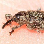 El calor del verano puede generar cambios inesperados en la despensa si no se controlan las condiciones de almacenamiento. El calor del verano puede generar cambios inesperados en la despensa si no se controlan las condiciones de almacenamiento.