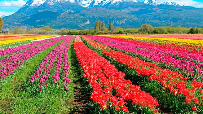 Trevelín es el “Pueblo del Molino” y se destaca por sus campos de tulipanes.