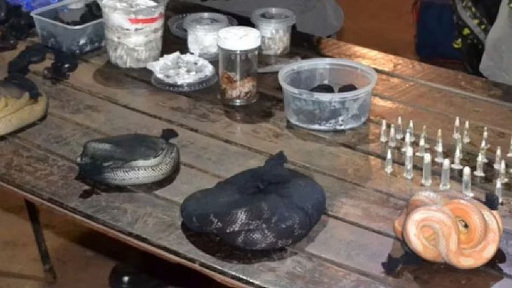 Fueron 90 las serpientes secuestradas el pasado martes. Fueron 90 las serpientes secuestradas el pasado martes.