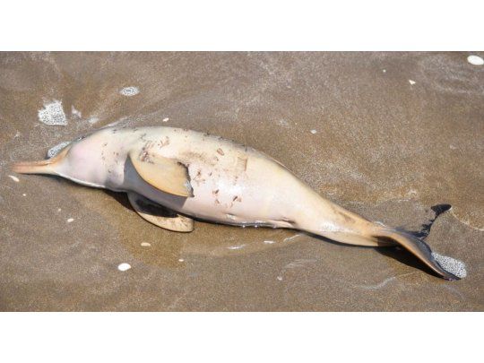 Desde la Fundación Mundo Marino alertaron que es probable que aparezcan nuevos ejemplares sin vida en las playas