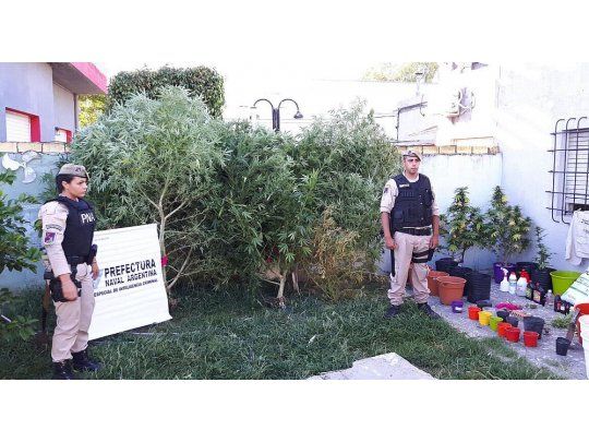 Detuvieron a un empleado del Ministerio de Seguridad con 13 plantas de marihuana