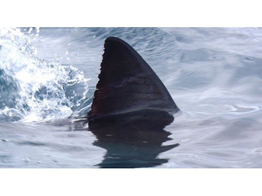 Tiburón mató a un surfista