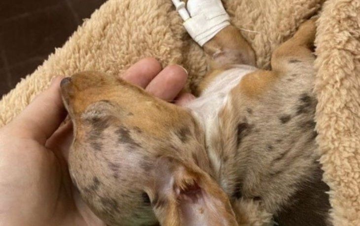 Dos criaderos de perros fueron denunciados por vender perros Salchicha al borde de la muerte