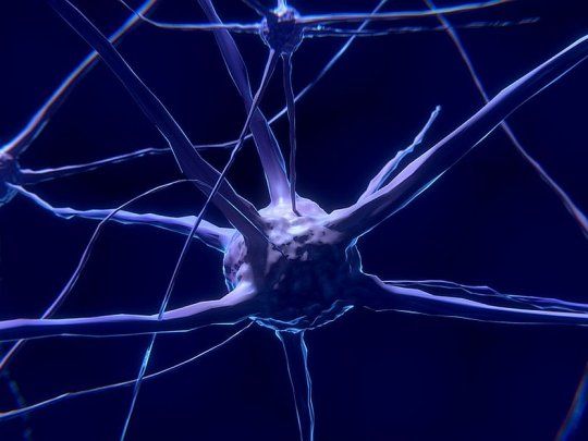 celula cerebro_1000.jpg