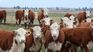 Uruguay exported almost 4,000 steers to Türkiye.