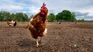 The advance of bird flu in Uruguay worries the Ministry of Livestock, Agriculture and Fisheries (MGAP).